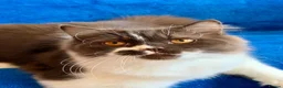 British Longhair cats for sale: Champion line Chocolate/white boy - Advert 7