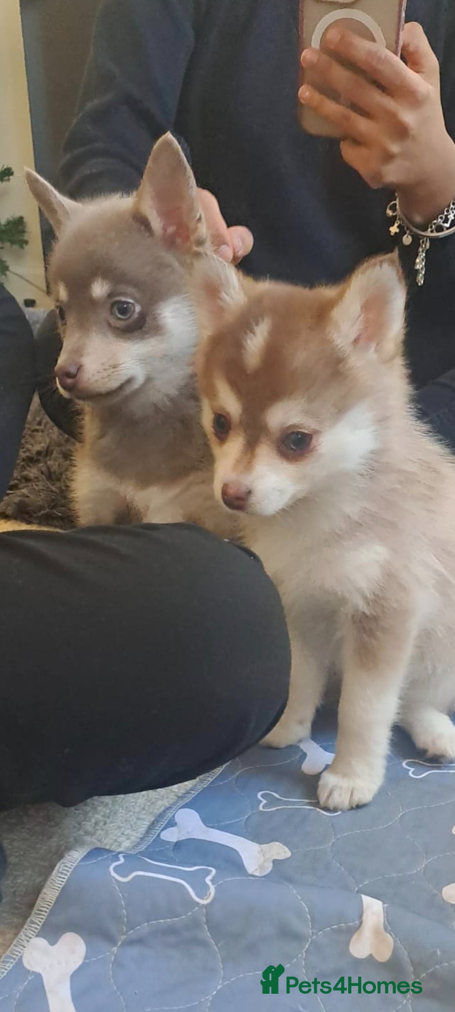 Pomsky dogs If Advert is up still available - F4 Pomsky pups i - Advert 2