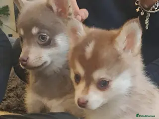 Pomsky dogs If Advert is up still available - F4 Pomsky pups i - Advert 15