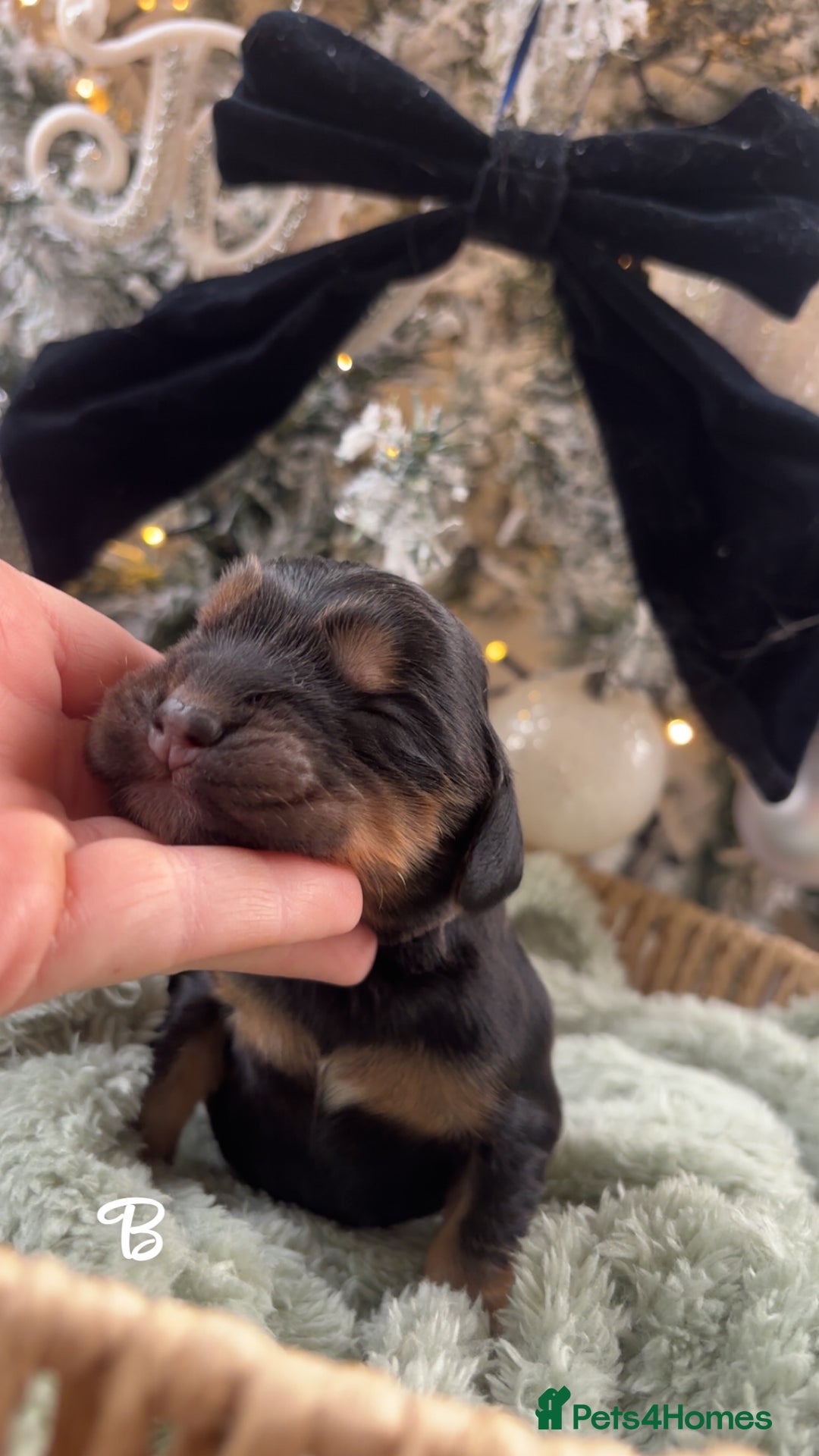 Cocker Spaniel dogs for sale: 100% sable show cockers  - Advert 5