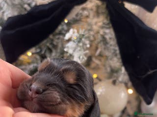 Cocker Spaniel dogs 100% sable show cockers - Advert 11