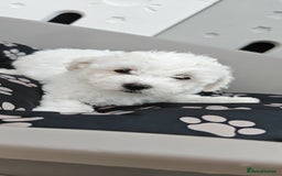 Bichon Frise dogs for sale: Bichon puppy's  - Image 12