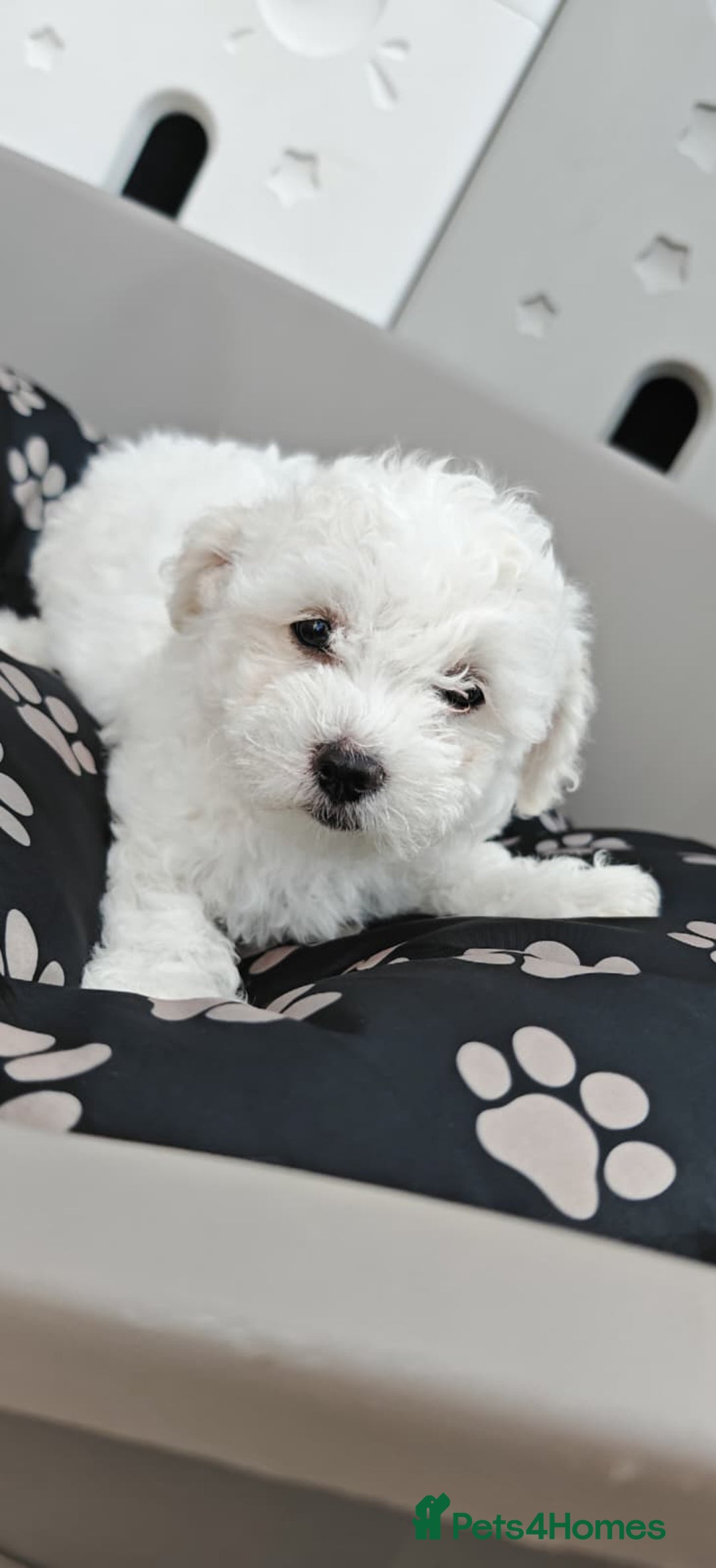 Bichon Frise dogs for sale: Bichon puppy's  - Image 12