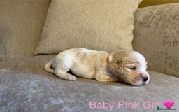 Cocker Spaniel dogs for sale: Show Cocker Spaniel Puppies For Sale - Image 7