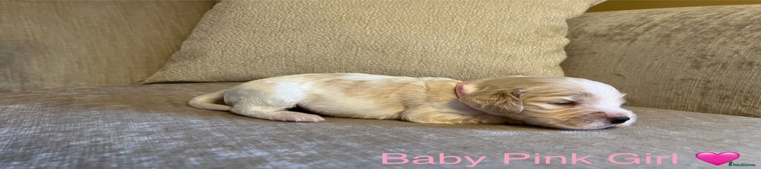 Baby Pink Girl