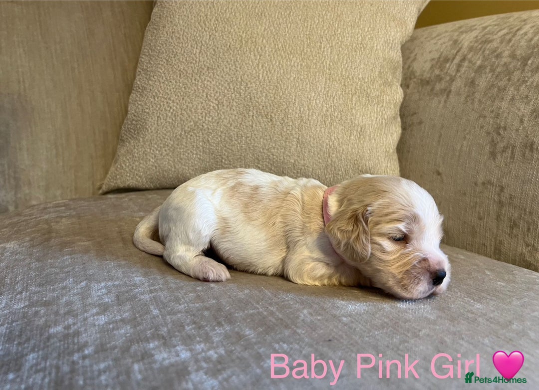 Cocker Spaniel dogs for sale: Show Cocker Spaniel Puppies For Sale - Image 7
