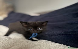 Domestic Shorthair cats for sale: 6 beautiful kittens - Image 15