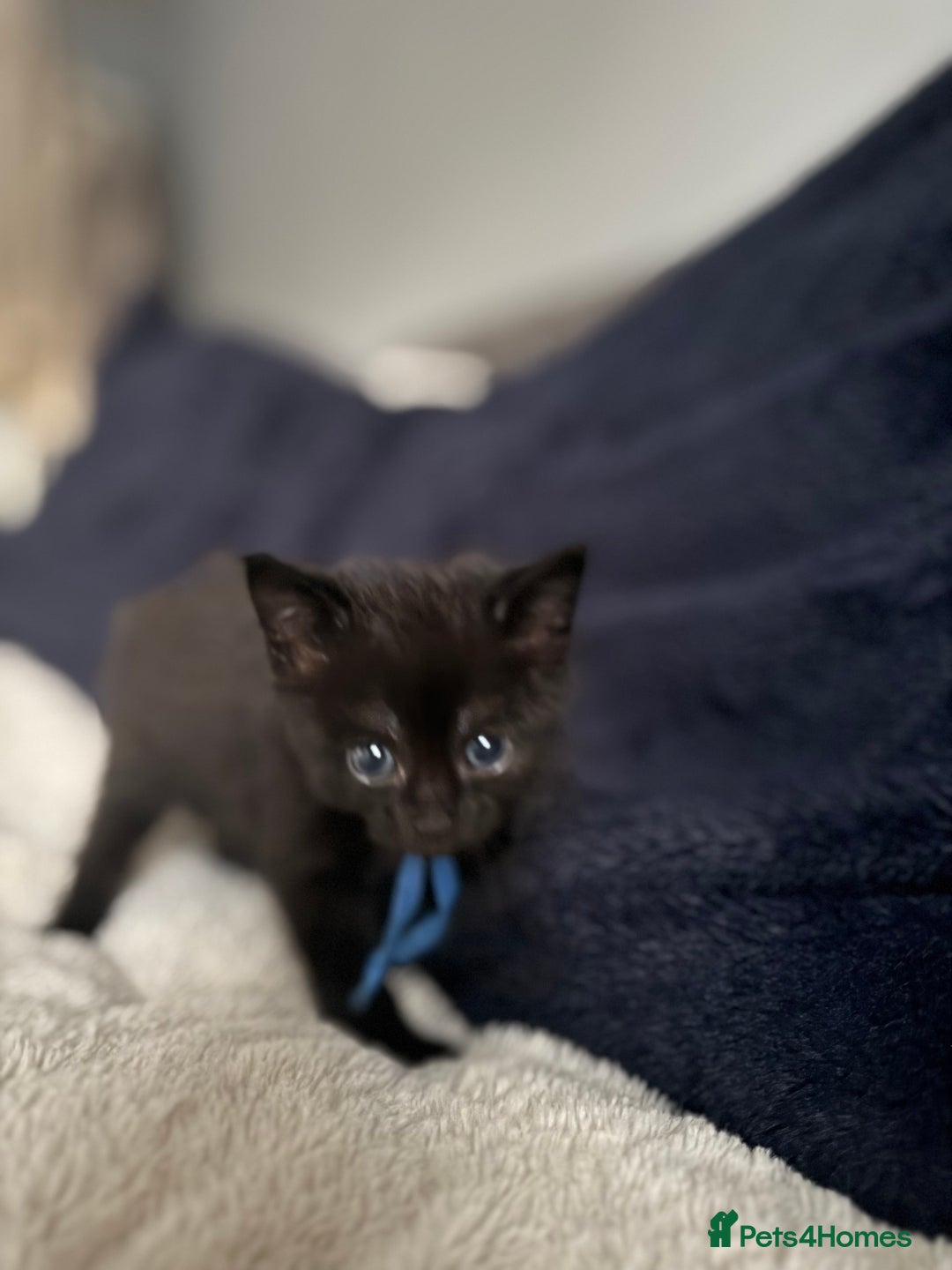 Domestic Shorthair cats for sale: 6 beautiful kittens - Image 15