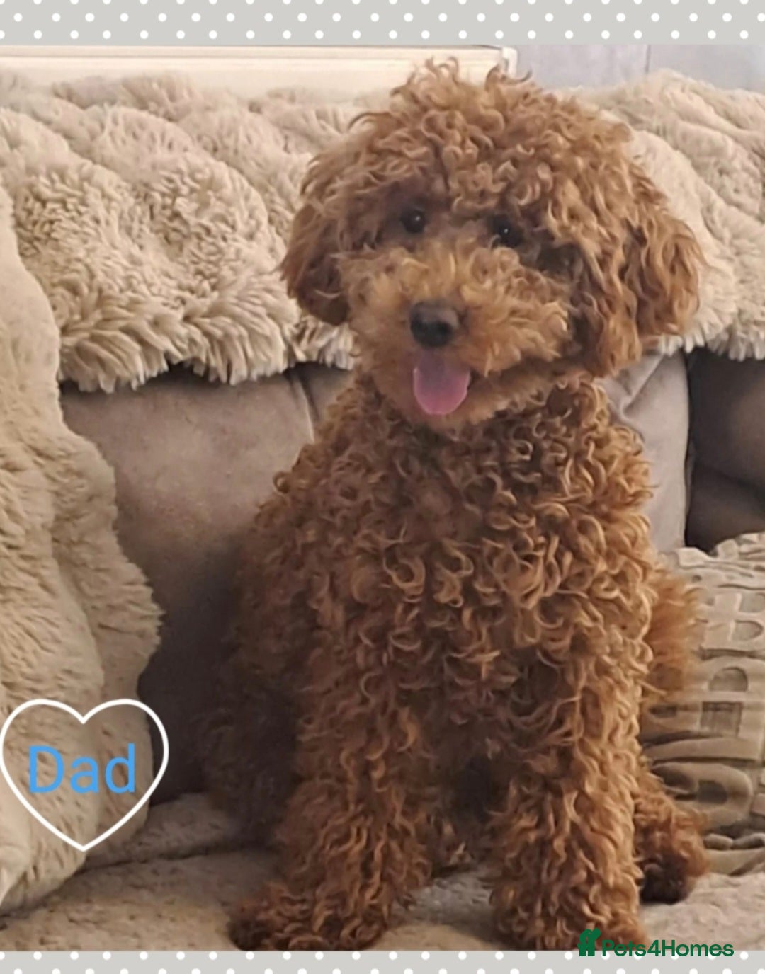 Cavapoo dogs for sale: 🧡 HEALTH TESTED F1B CAVAPOO  PUPPIES🧡 - Image 21