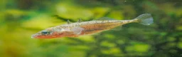 Minnows fish for sale: Native Fish: Stickleback, Crucians, Perch, Silvers - Advert 1