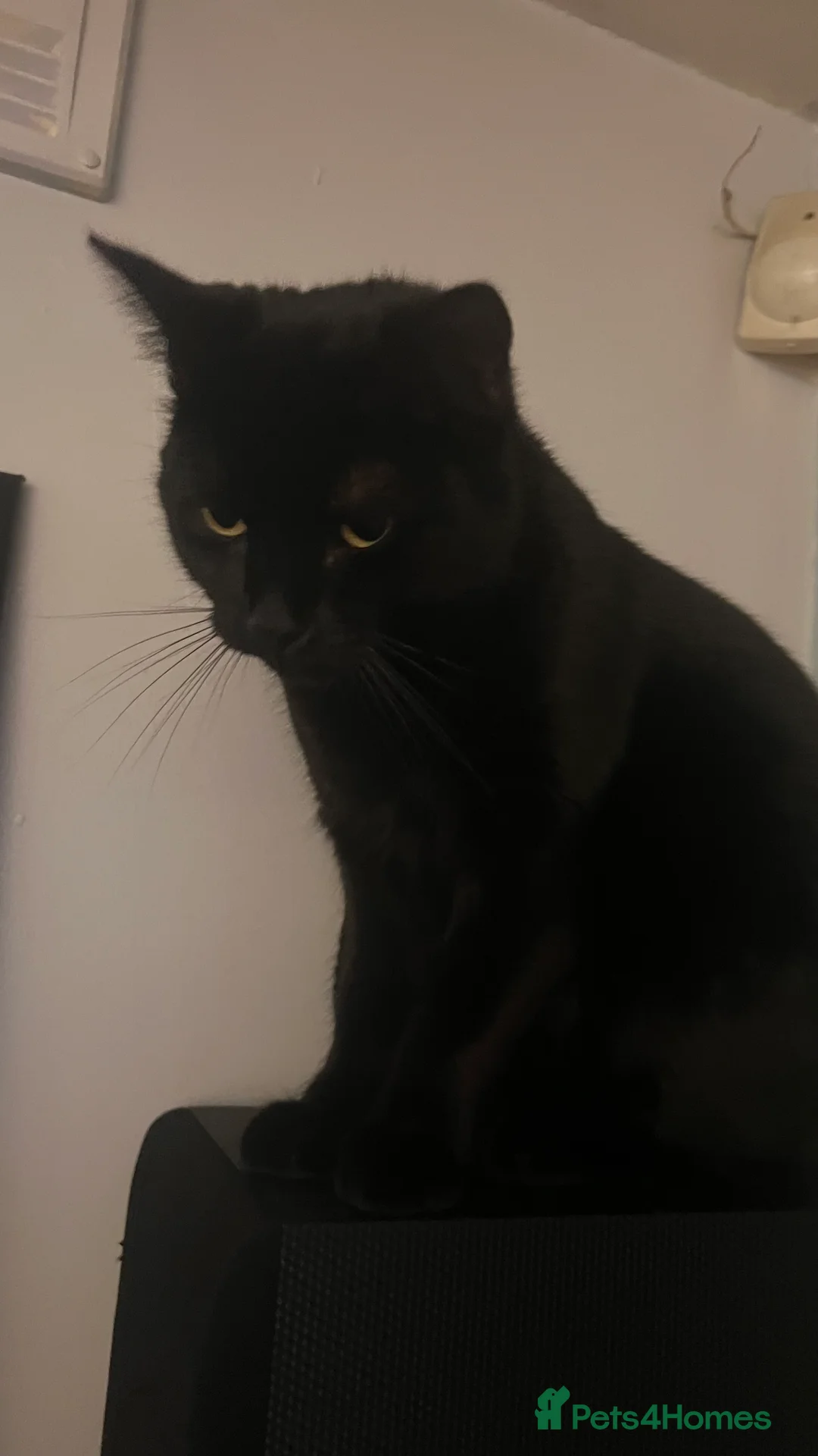 Mixed Breed cats for sale: Maggi  - Advert 3