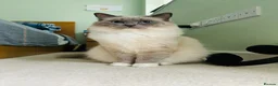 Ragdoll cats for sale: Five Little Kittens are Waiting for YOU - Advert 7