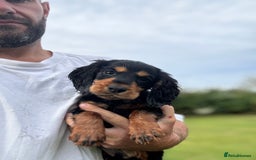 Cocker Spaniel dogs for sale: Champion bred working cocker spaniel - Image 1