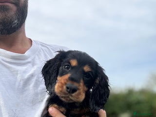 Cocker Spaniel dogs - Advert 27
