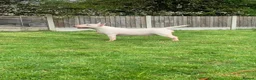Bull Terrier dogs for sale: Top quality bull terrier puppies  - Advert 19