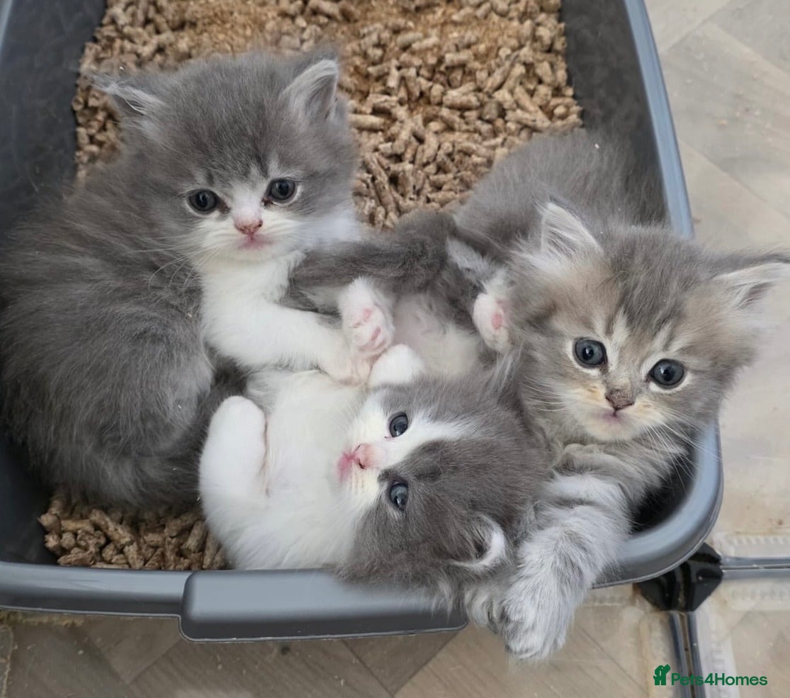 Persian cats Persian kittens looking for loving homes  - Advert 3
