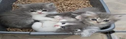 Persian cats for sale: Persian kittens looking for loving homes  - Advert 2