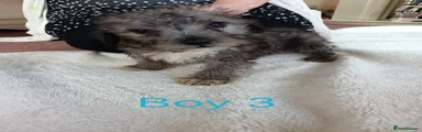 Norfolk Terrier 3