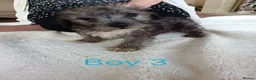 Norfolk Terrier dogs for sale: Norfolk Terrier Puppies - Advert 18