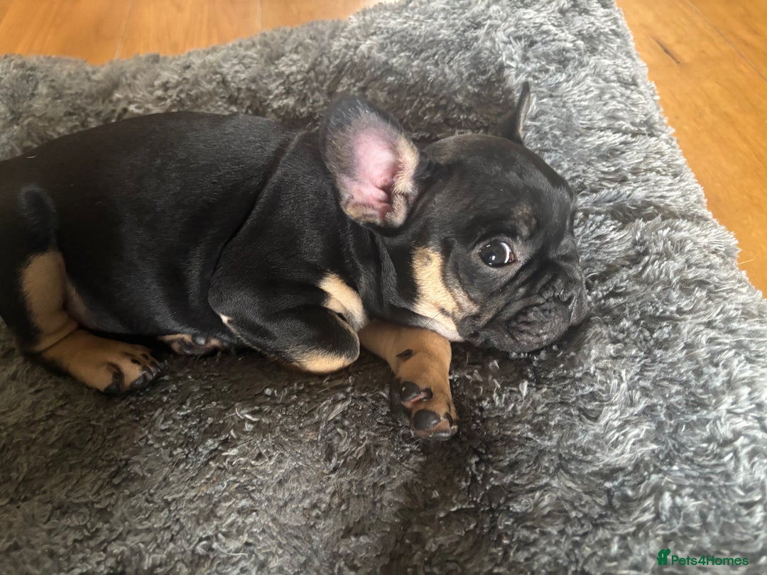 French Bulldog dogs for sale: 🐾 French Bulldog Puppies - Ready to go! 🐾 - Image 15