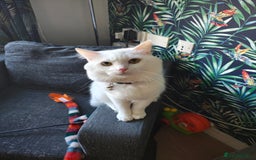 Ragdoll cats for sale: Cat for Sale  - Image 4