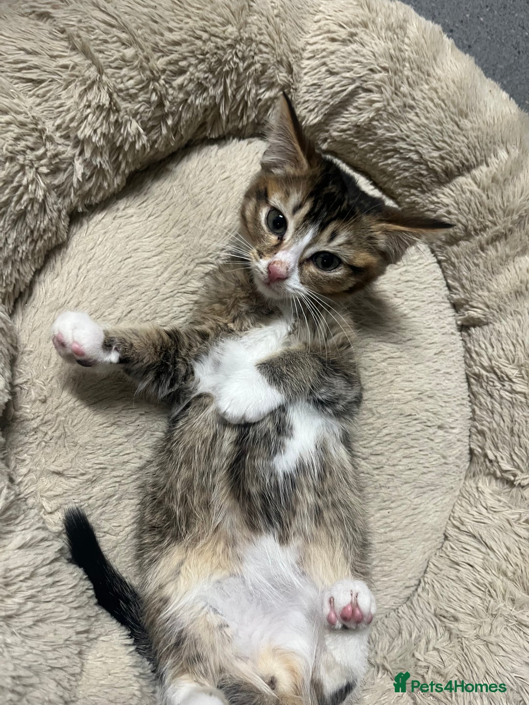 Siberian cats for sale: 🐾 Beautiful Siberian mixed green eyed boy Kitten - Advert 1