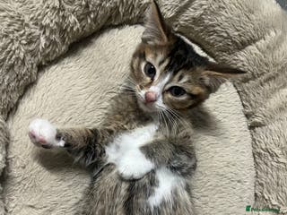 Siberian cats 🐾 Beautiful Siberian mixed green eyed boy Kitten - Advert 1