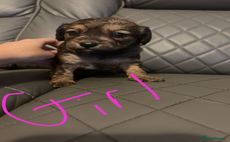 Cockapoo dogs - Advert 18