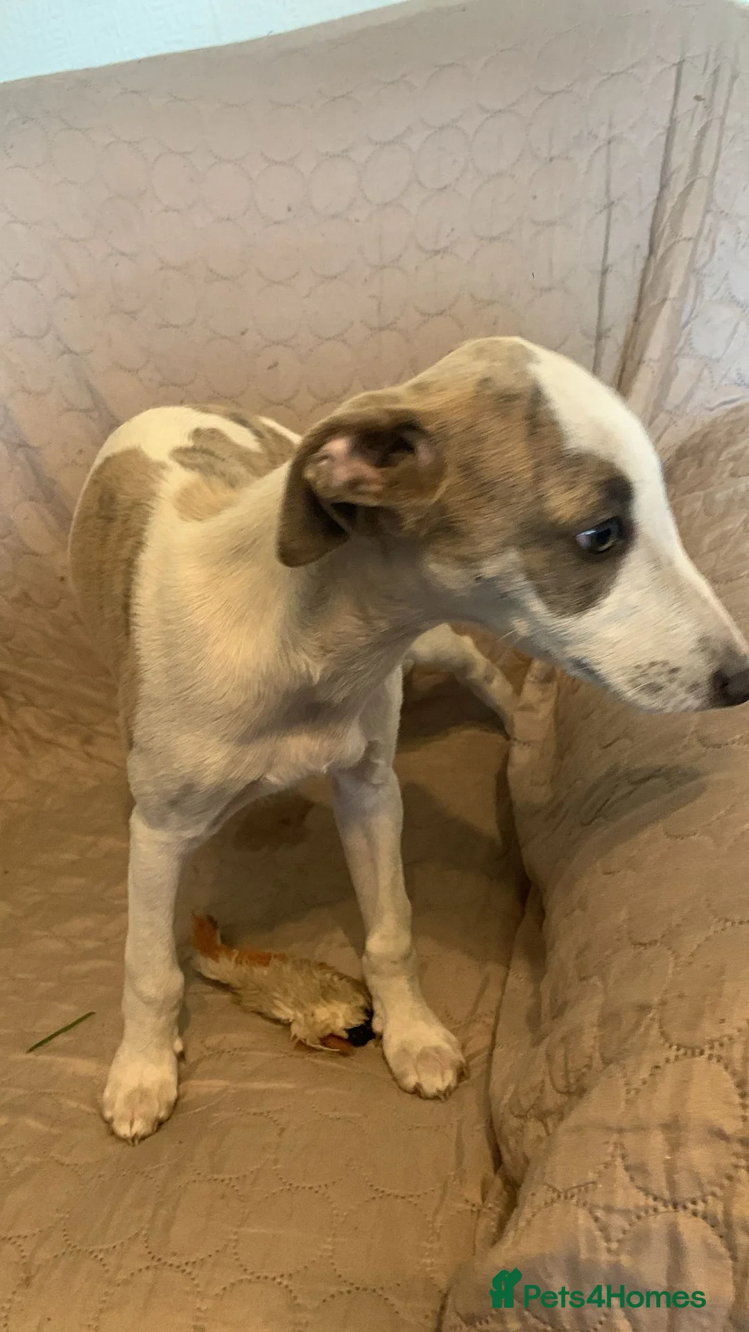 Whippet dogs for sale: Beautiful k.c. whippet puppies in Doncaster - Advert 2