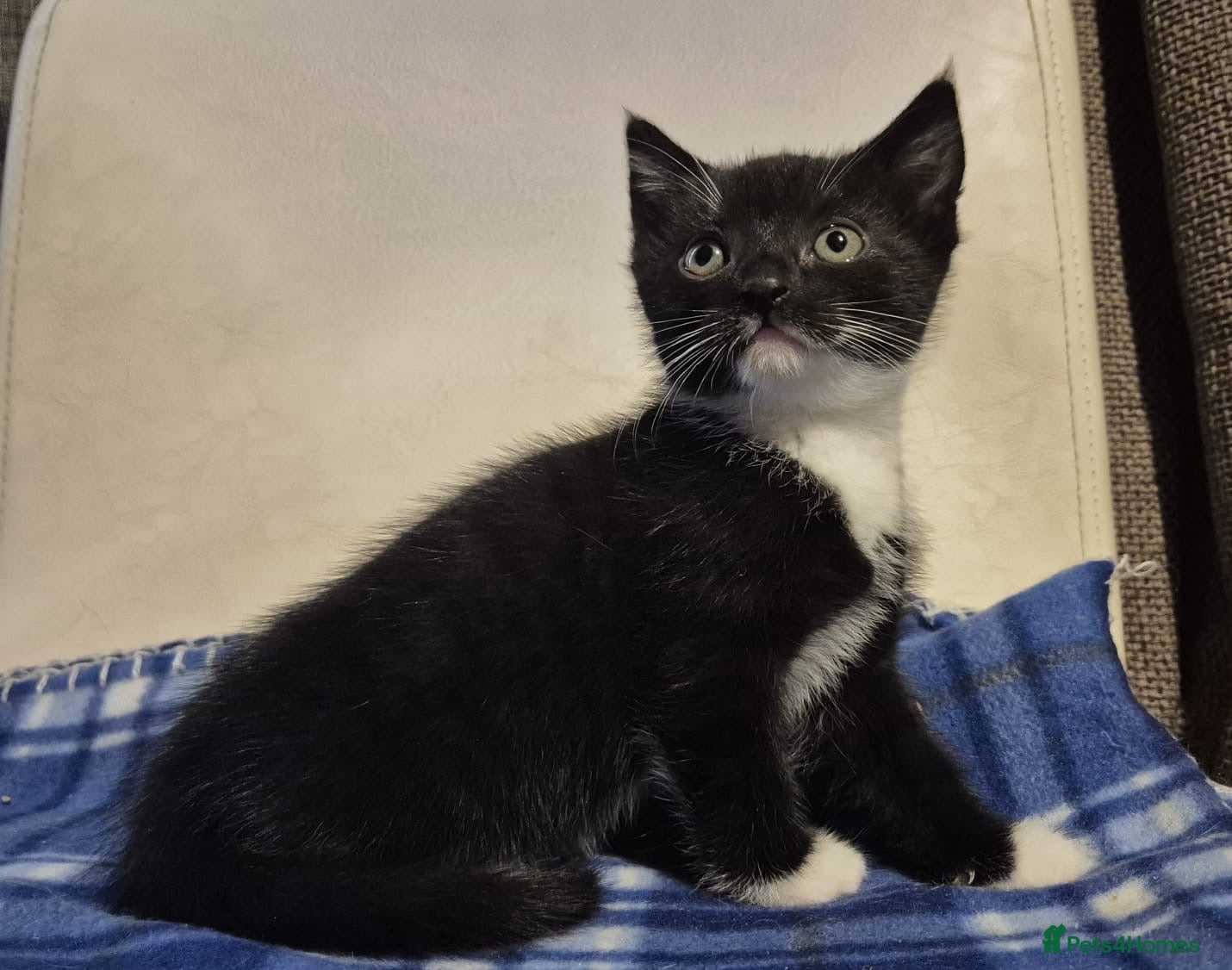 Mixed Breed cats 2 kittens left 8 weeks old  - Advert 17