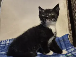 Mixed Breed cats 2 kittens left 8 weeks old - Advert 17