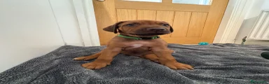 Rhodesian Ridgeback 5
