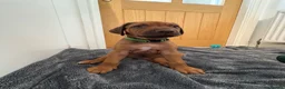Rhodesian Ridgeback dogs for sale: Rhodesian Ridgeback puppies in Walsall - Advert 17