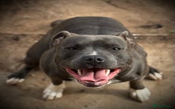 Staffordshire Bull Terrier dogs for sale: Staffordshire Bull Terrier Puppies - Image 2