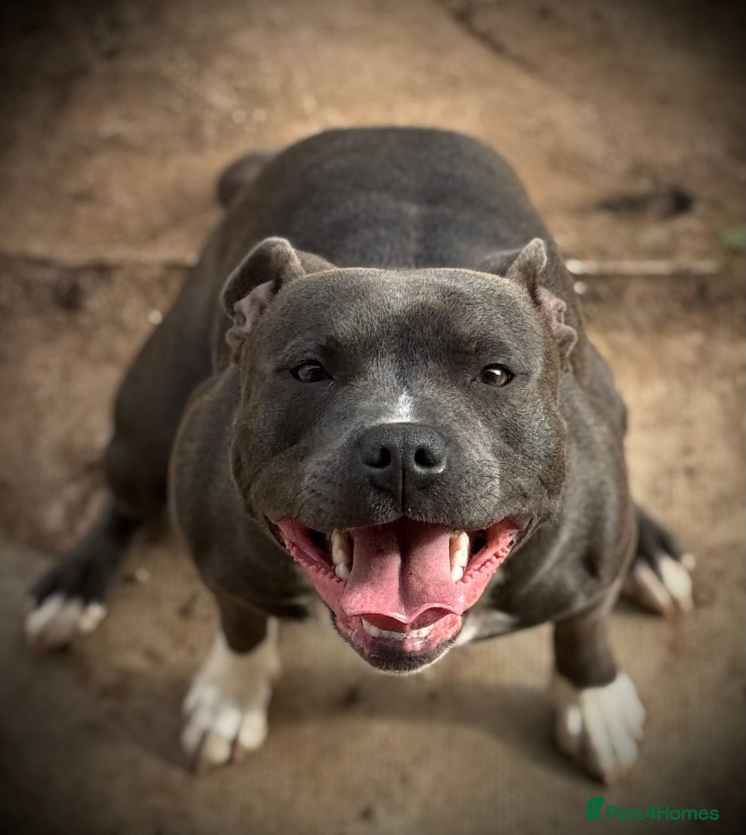Staffordshire Bull Terrier dogs for sale: Staffordshire Bull Terrier Puppies - Image 2