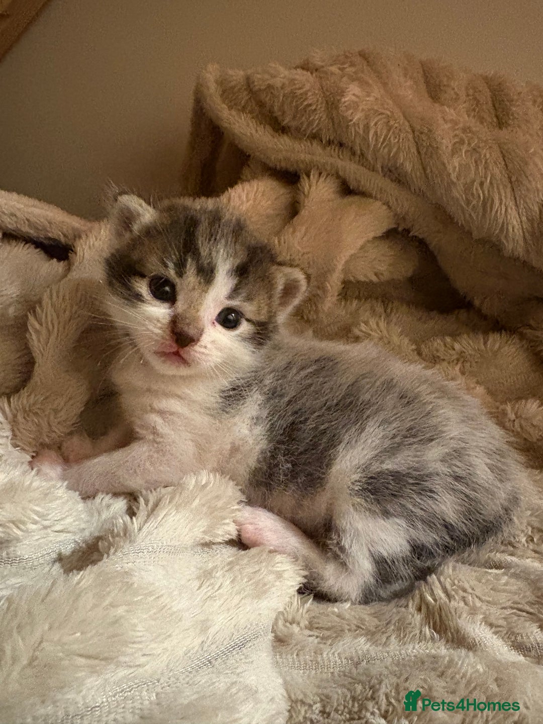 Mixed Breed cats for sale: 2 beautiful Kittens, 1 boy  1 girl - Advert 16