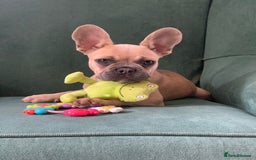 French Bulldog dogs for sale: Family Raised French Bulldog Girls - Image 1