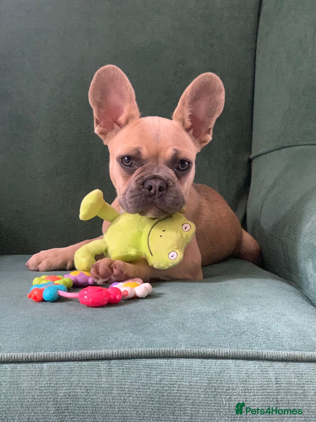French Bulldog dogs for sale: Family Raised French Bulldog Girls - Image 1