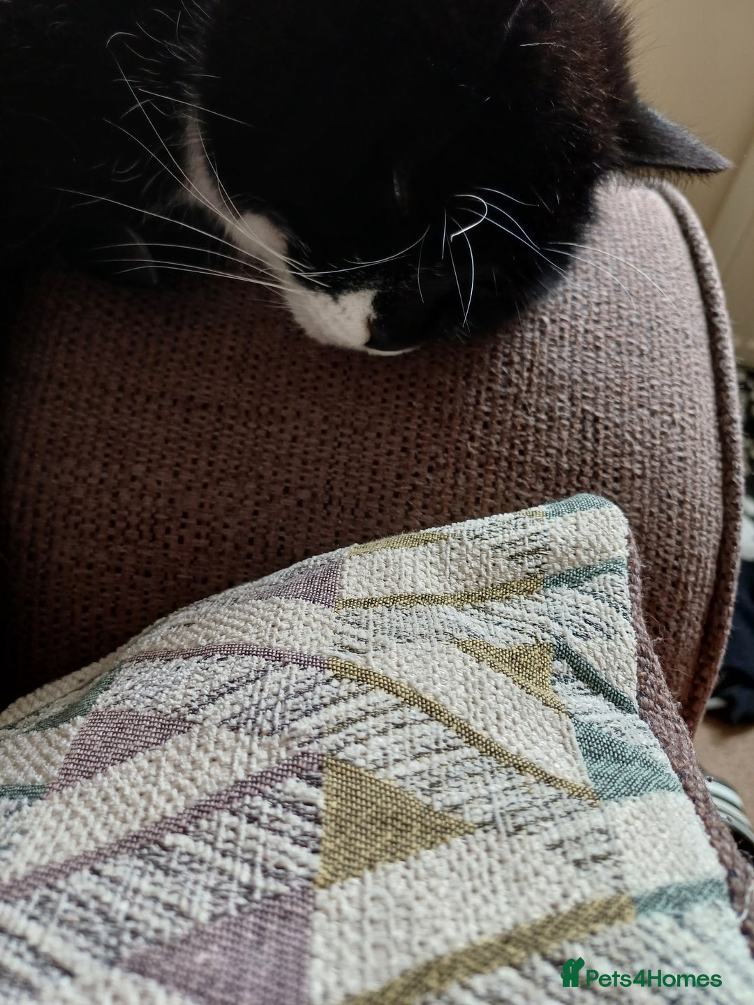 Domestic Shorthair cats for sale: 6 year old Black & White Female Cat - Image 7