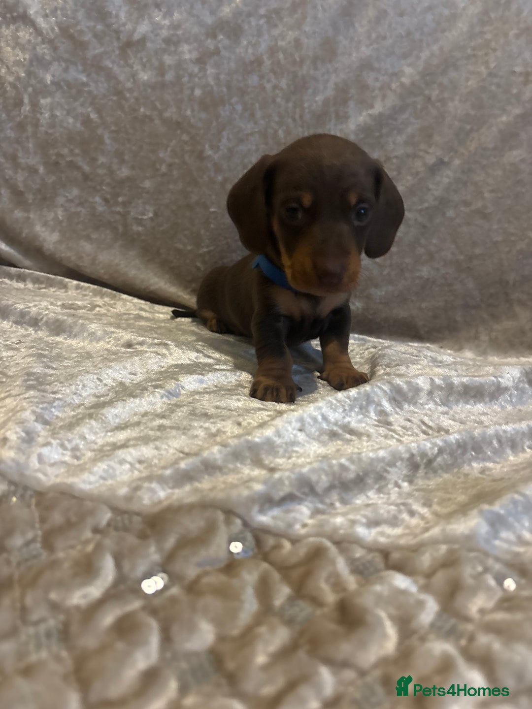 Miniature Dachshund dogs for sale: Mini Dachshund Available - Advert 4