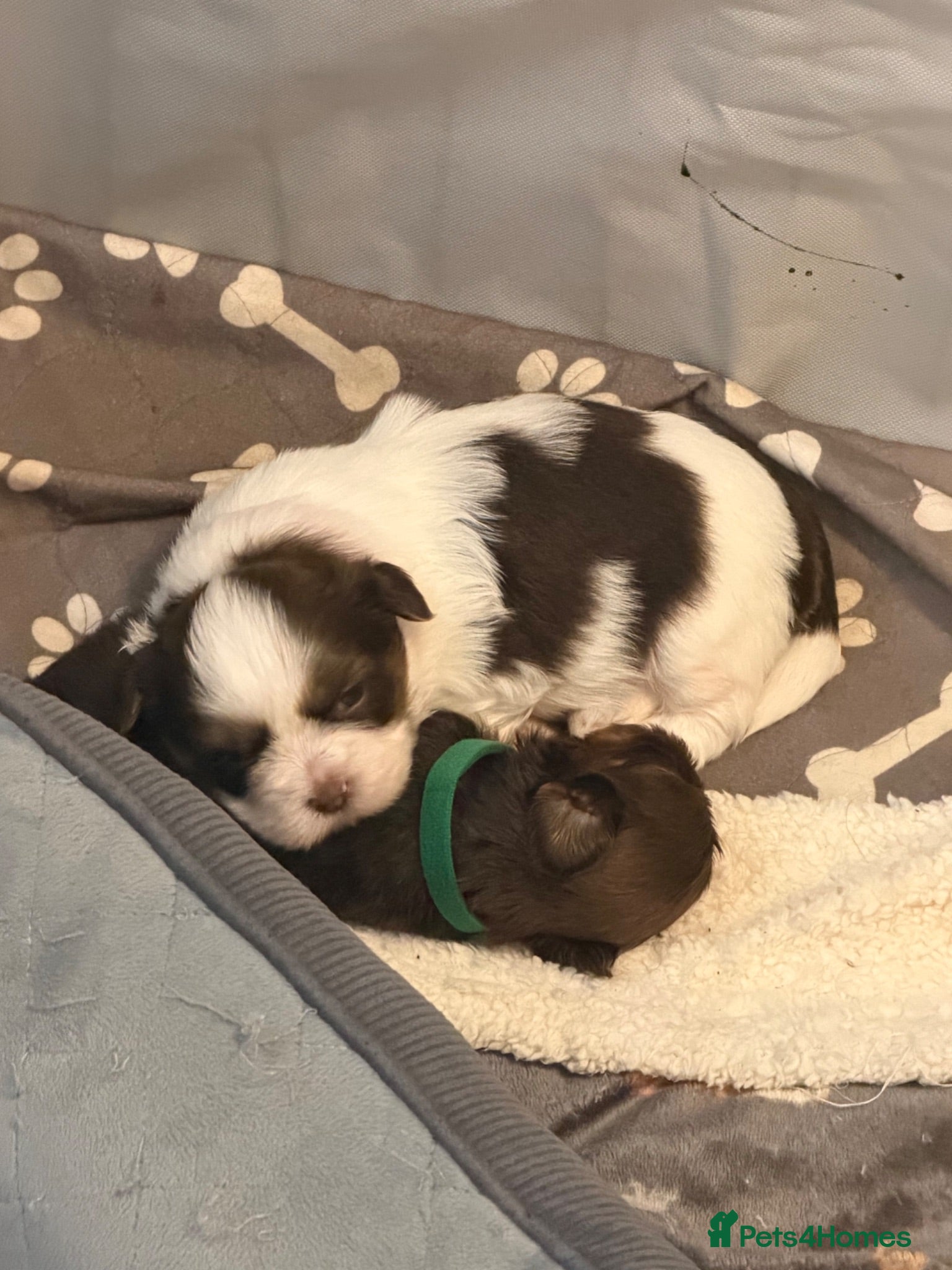 Shih Tzu dogs Karashishi Full KC imperial Shih-Tzu pups for sale - Advert 2