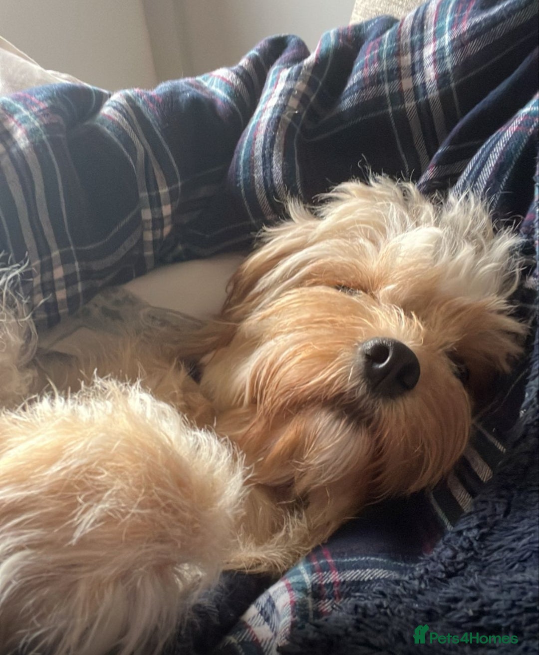 Cavapoo dogs for sale: One year old Female Spayed Apricot Cavapoo  - Image 11