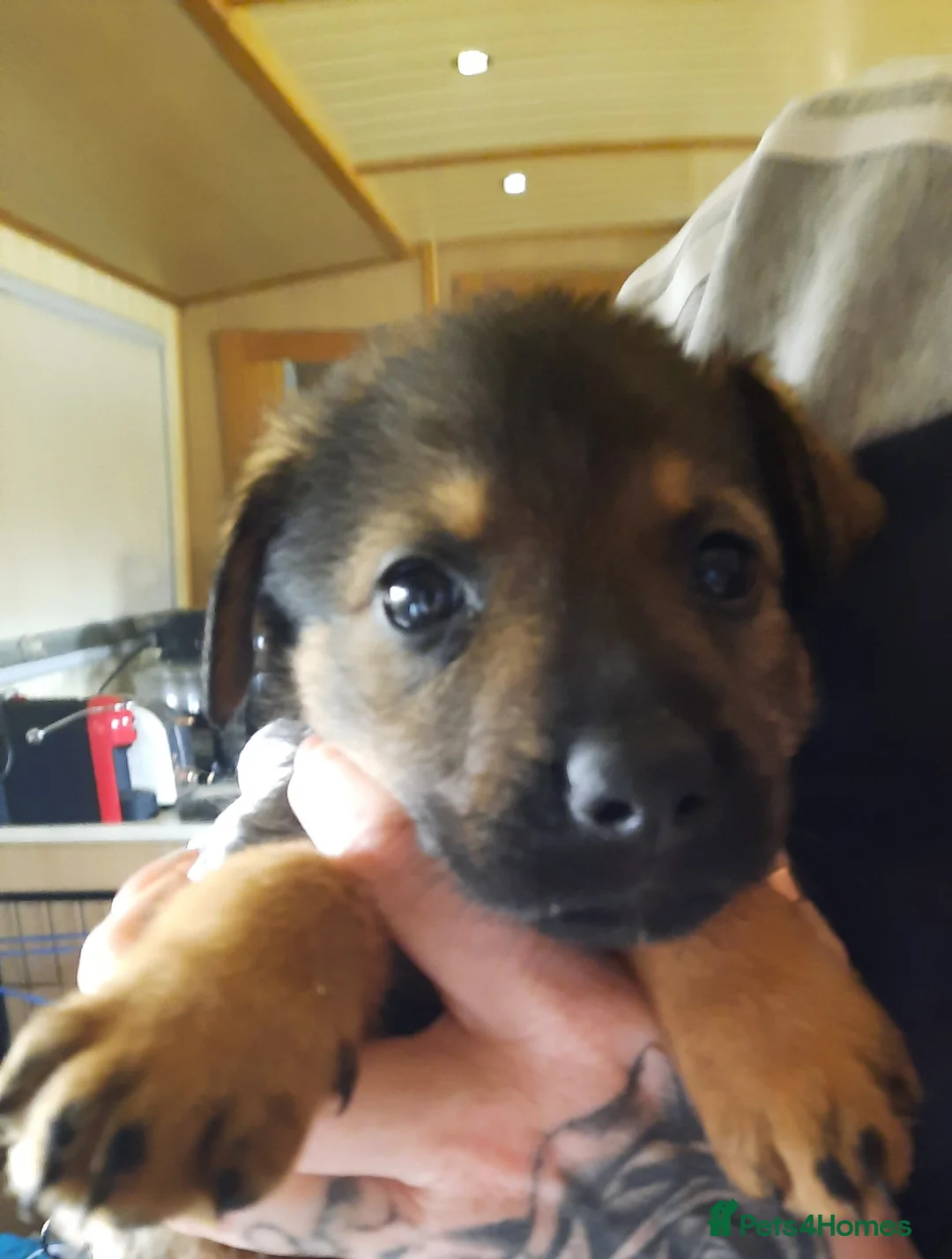 Mixed Breed dogs for sale: Rottweiler X German Shepherd Puppies  in Bristol - Advert 25