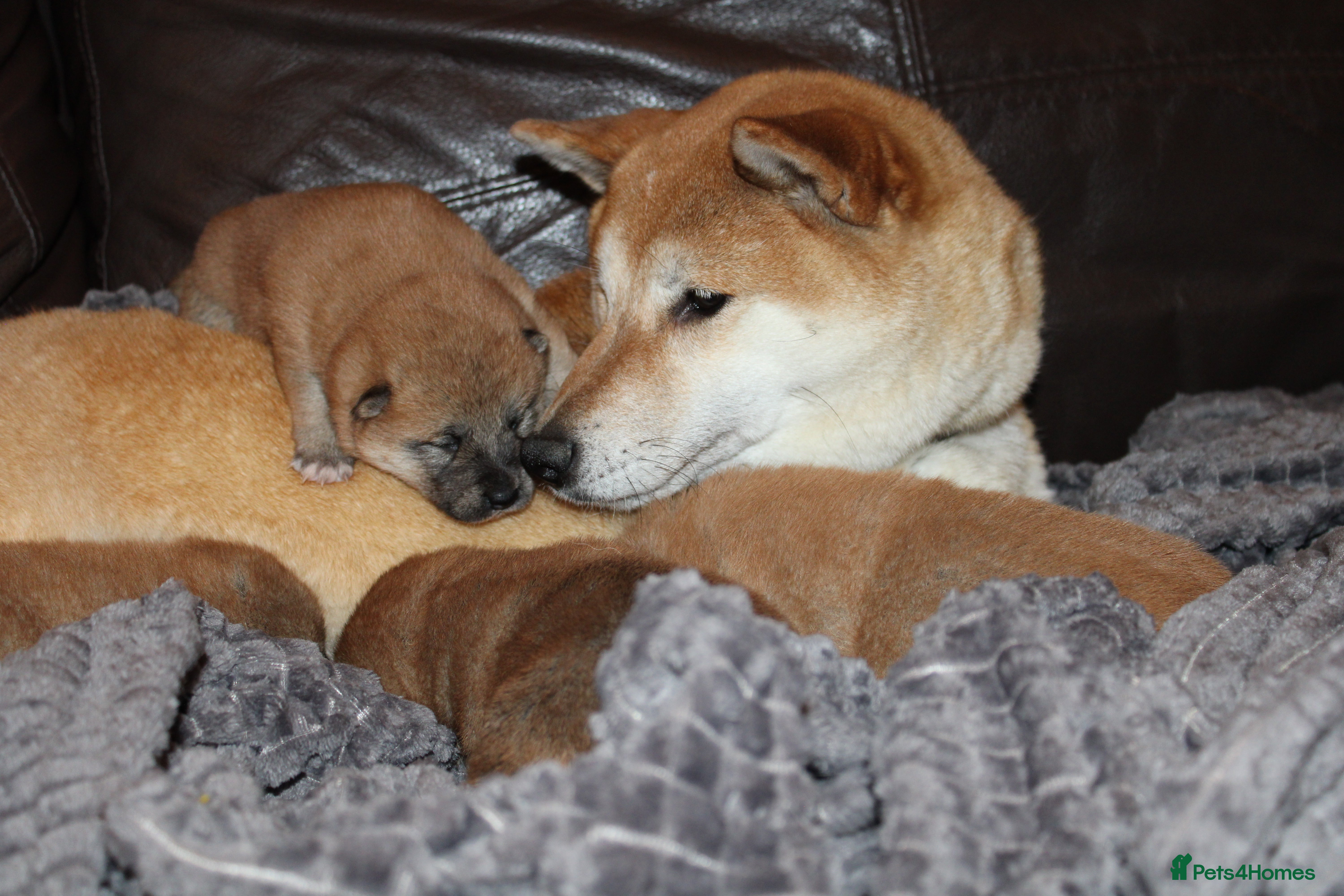 Japanese Shiba Inu dogs Japanese Shiba Inu Puppies Parents Health Tested - Advert 1