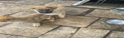 German Shepherd dogs for sale: GERMAN SHEPHERD PUPS - Advert 3