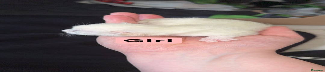 Mixed Breed Kitten 3