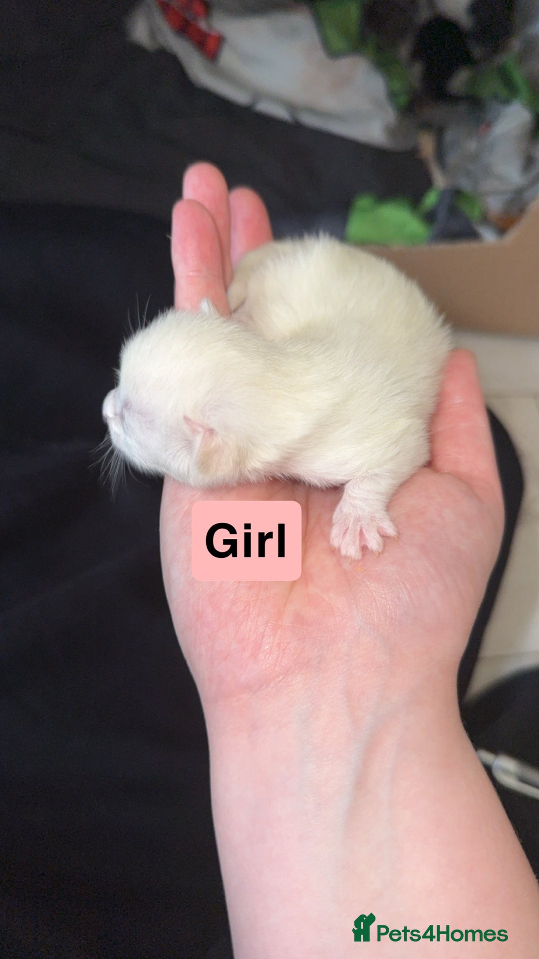 Mixed Breed cats for sale: Kitten - Advert 7