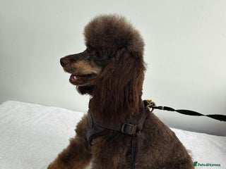 Miniature Poodle dogs in Willenhall - Advert 20