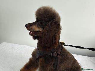 Miniature Poodle dogs KC TOY CHOCOLATE PHANTOM POODLE in Willenhall - Advert 2