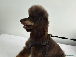 Miniature Poodle dogs KC TOY CHOCOLATE PHANTOM POODLE in Willenhall - Advert 17